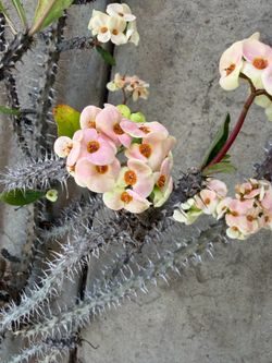 Cutting crown of thorn