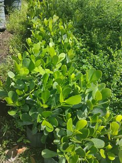 Clusia Hedges 3gl $4.50