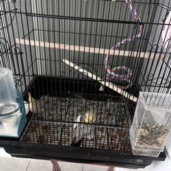 Cage Everything Including 