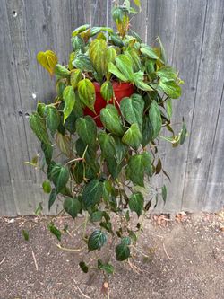 Philodendron Micans
