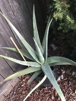 Aloe Vera Plant