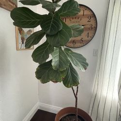 Fiddle Leaf Fig Tree Real Plant