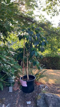 Coffee plant