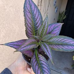 Persian Shield Plant $18