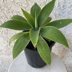 1 Gallon Pot Succulent Plant - Foxtail Agave Attenuata - Swan’s Neck - Elephant's Trunk - Established Plant - Drought Resistant - 🪴