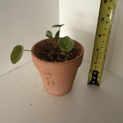 Houseplant Chinese Money Plant