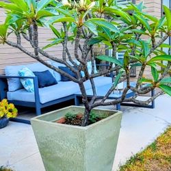 Large Potted Plumaria