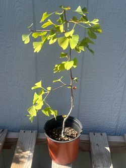 Ginkgo Biloba Tree 6+yrs Pre Bonsai