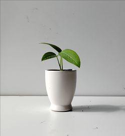 Lush trailing Cebu Blue Pothos Money plant/ Indoor plant/ House Plant flower patio garden