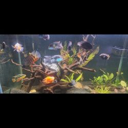 150 Gallon Aquarium With Stand And Filter
