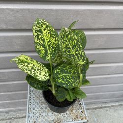 6” Rare Dieffenbachia Reflector