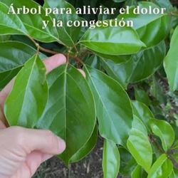 Camphor Tree 🌳💊🌿