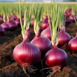 $7.00 each six pack Onions Plant’s 🧅/ Plantas de Cebollas🧅$7.00 el paquetito