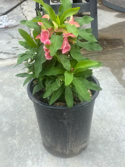 🌸planta  Corona  de Cristo