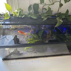 20 Gallon Long Fish Tank And More 
