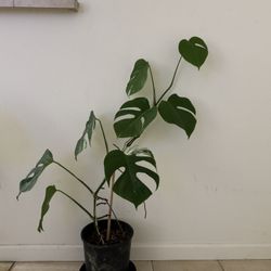 Monstera Plant