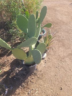Plantas savila Nopal Chile llervabuena cilantro