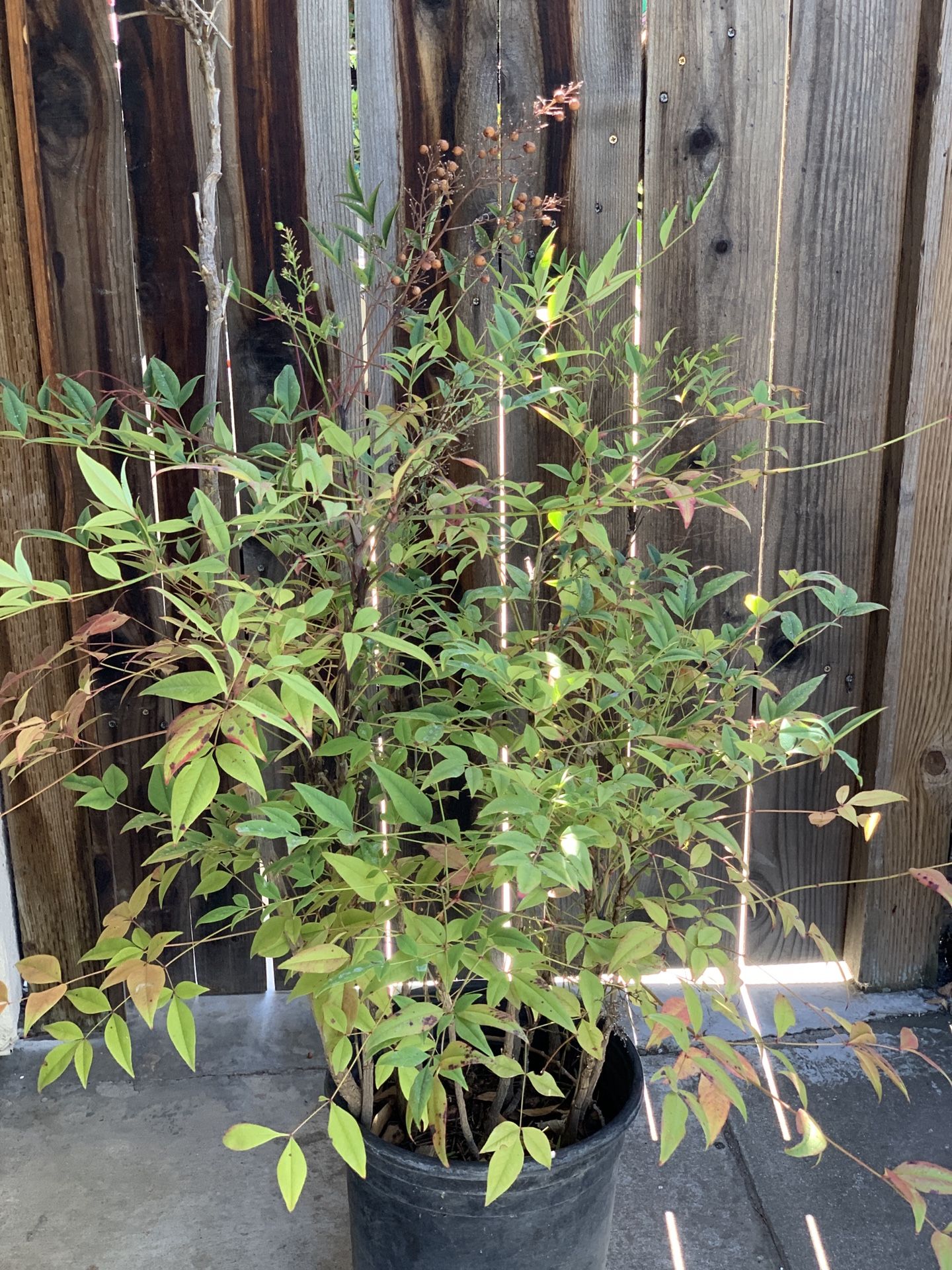 Large Heavenly Bamboo Live Plant  in 5 Gallon Pot 5 FT Tall  Cash only  Pick up in North San Jose, By appointment only  Location: located close to She