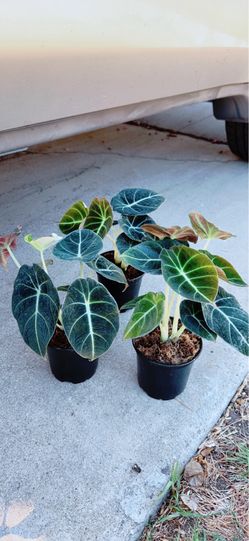 Black Velvet Alocasia Plants 🪴$10 each