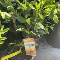 Fruit Trees 