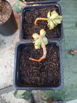 Jelly Bean Plant  (Re rooted from existing mother plant cuttings)