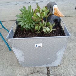 METAL PLANTER WITH SUCCULENTS AND GOOSE HEAD