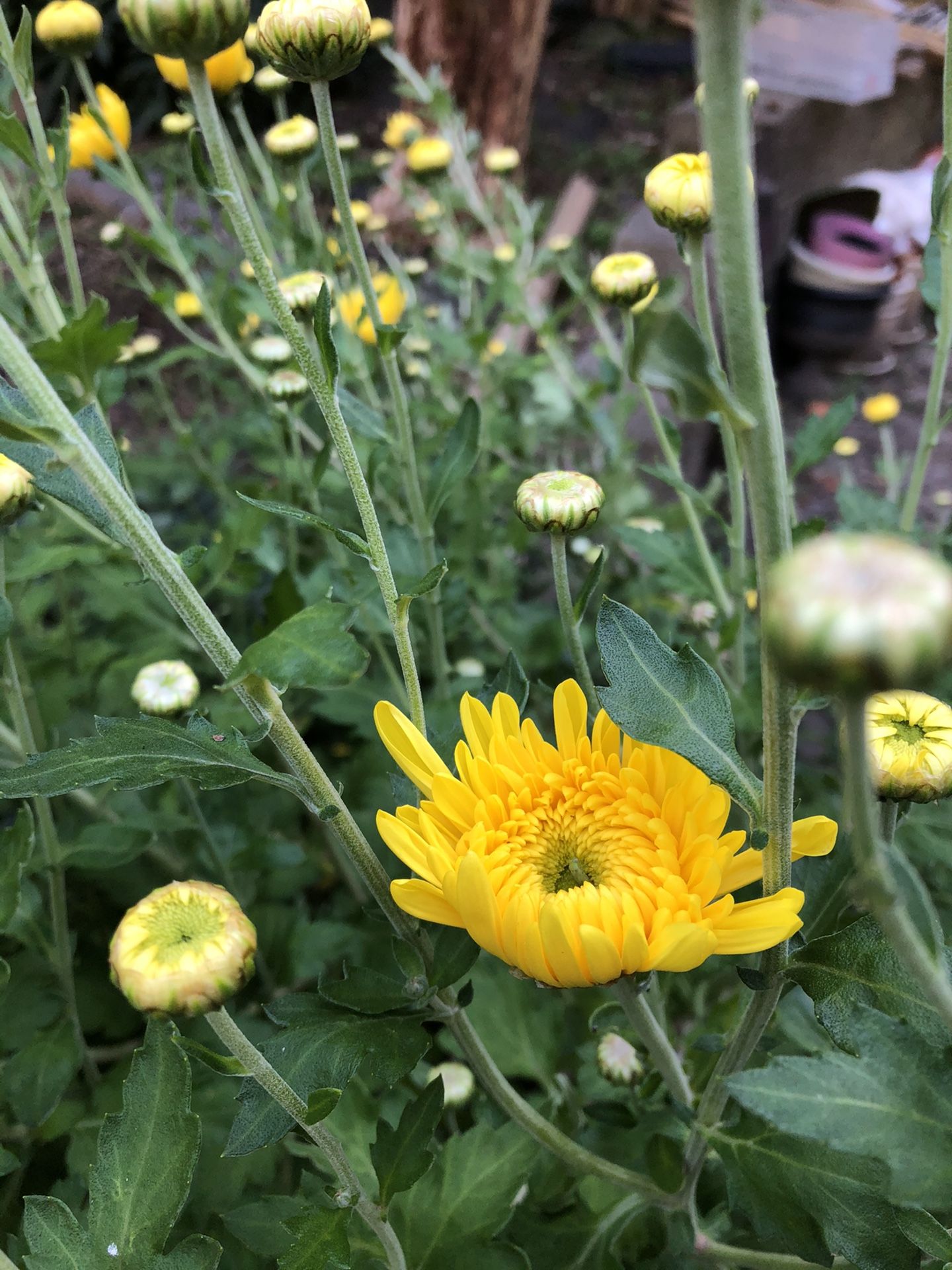 Chrysanthemums in one gallon