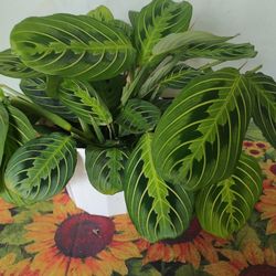 Prayer Plant