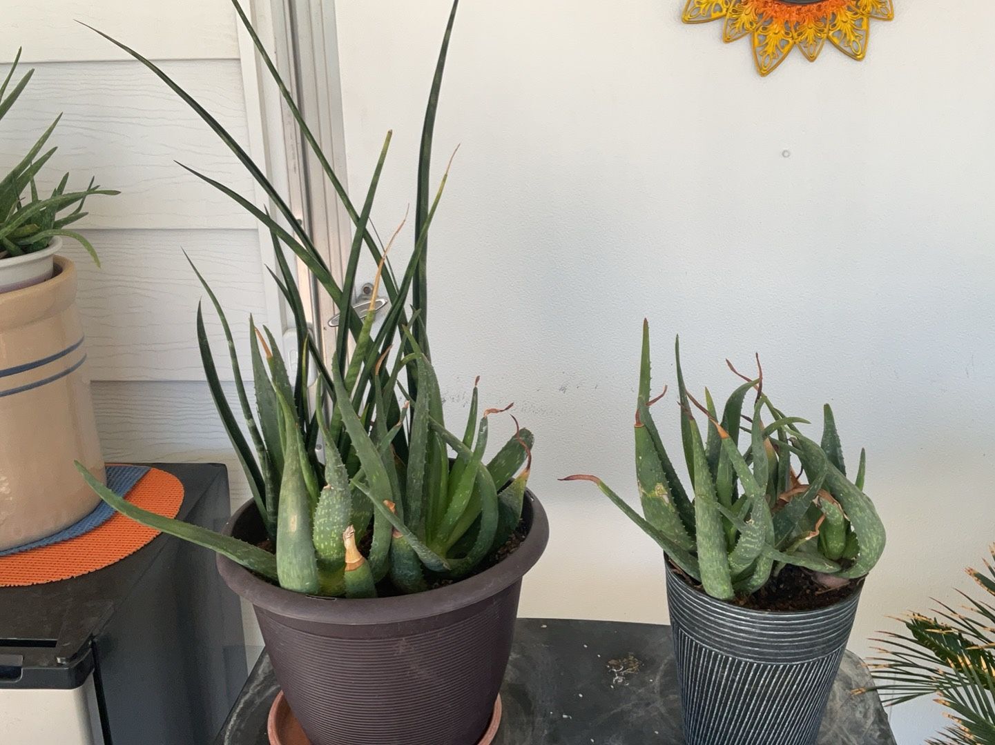 2 Aloe Vera Pots One Also Has African Spike In It.  Large One $15 Medium One $10 Or Both For $20 Mesa