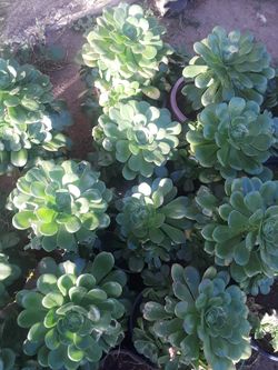Plantas suculentas cada una $7