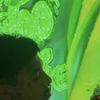 Slime