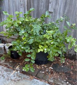 Jasmine flowers plant