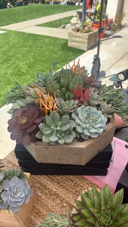 Mother’s Day succulent arrangements