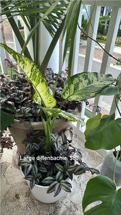 Large Diffenbachia