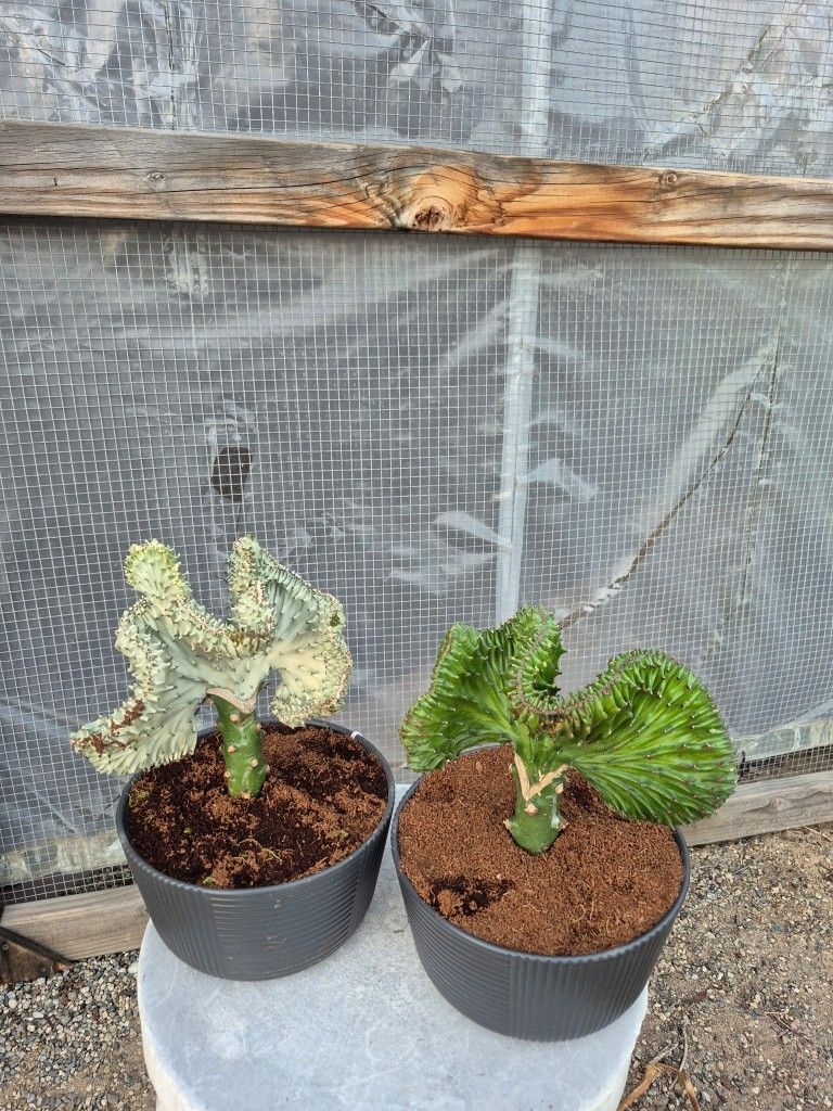 Mermaid Tail Cactus 8" Ceramic Pot $10 Each