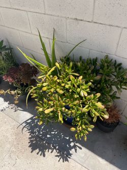 Succulent Arrangement Large