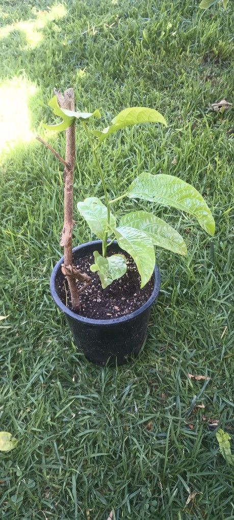 Planta De Maraculla