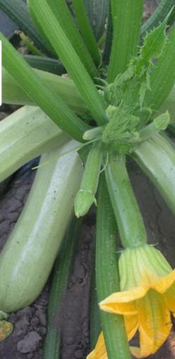 Organic zucchini and squash plant