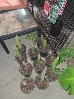 Dragonfruit Plants