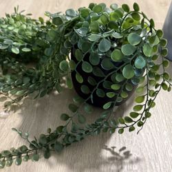 Decorative Plants For Sale 