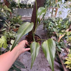 6” Monstera Burle Marx Flame 