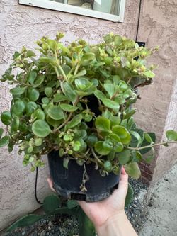 Succulent Plants