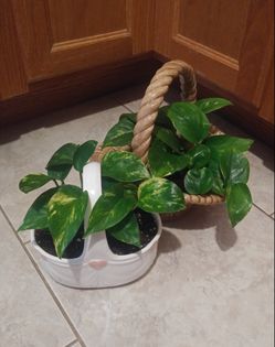 House plants$12-$14 each pot