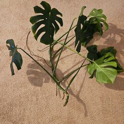 Monsters abandoning Plant Cutting
