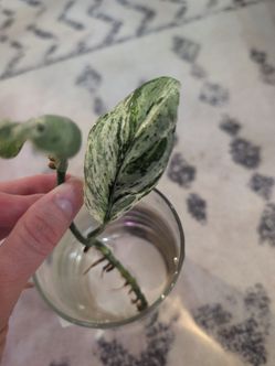 Live plant - albo scindapsus