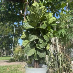 Mature Ficus Plant With Large Pot