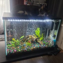 20 (Twenty) Gallon Fish Tank Set-up