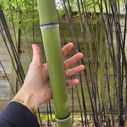 Phyllostachys Nigra Black Bamboo 