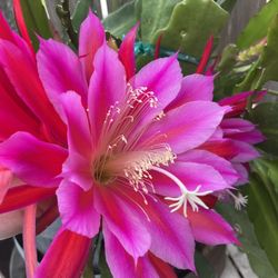 Epiphyllum Flower
