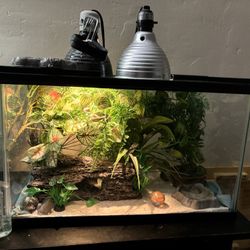 Gecko Tank Set Up